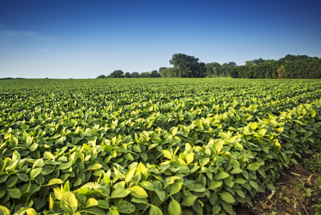 Soybeans, field, crop, row crop