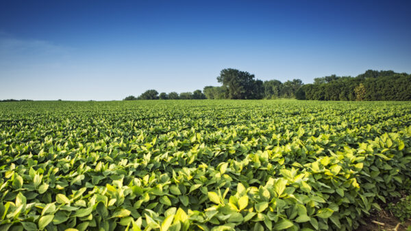 Soybeans, field, crop, row crop