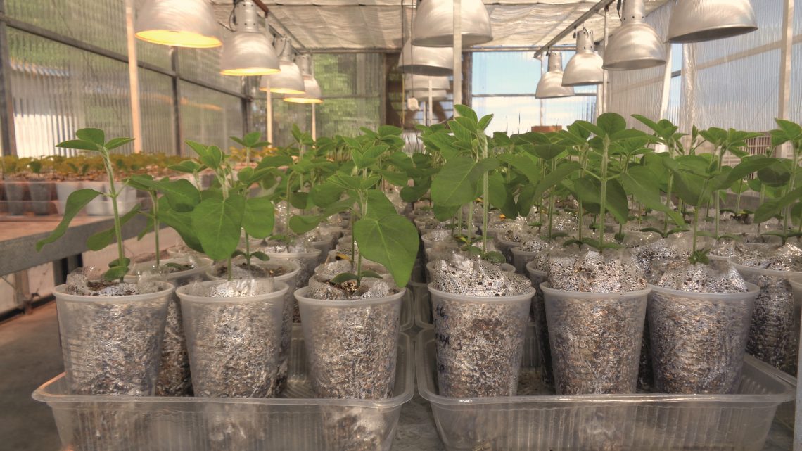 Lab testing method for nodulation in one of the Biagro glasshouses