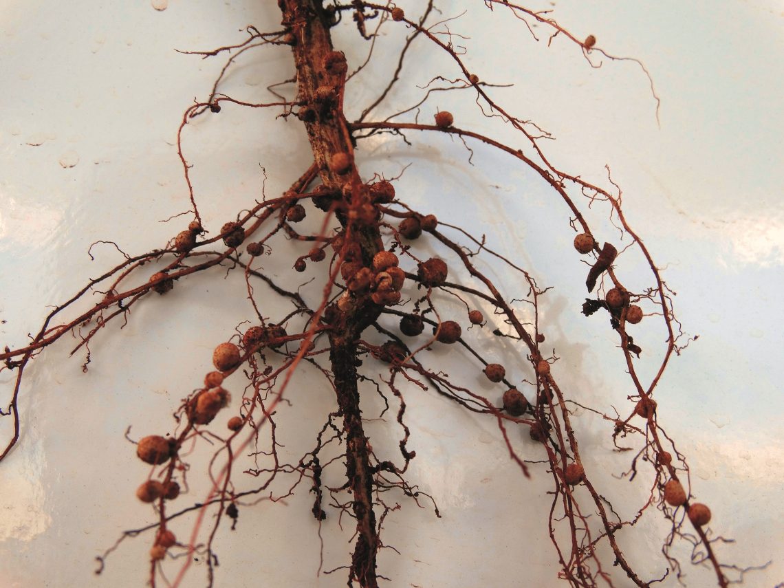 The bacterium enters the root of a young soybean plant. The root responds by forming nodules.