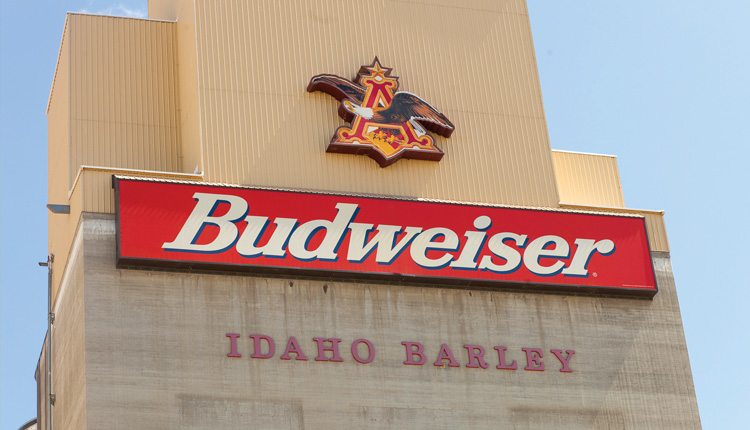 If you’re holding a six-pack of Budweiser or Bud Lite, two or three of the beers in your hand were made from Idaho barley. 