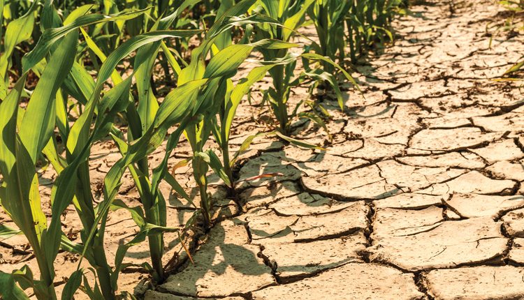 Climate change is expected to bring a mix of competing effects, including hot, dry temperatures which can lead to stressed corn.