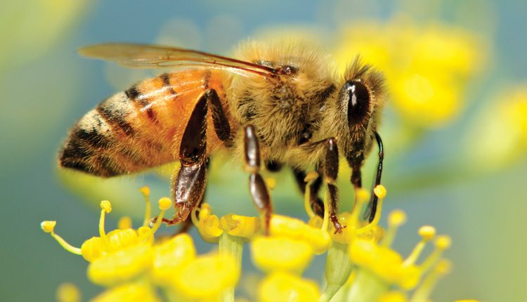 Changing agricultural practices have altered rural landscapes and natural habitats for many of the pollinators we need.