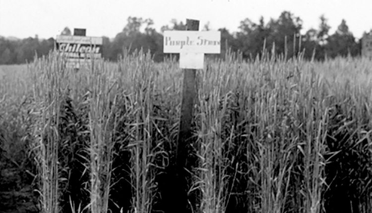 Purple Straw wheat is shown being grown on a farm in Salisbury, North Carolina, in 1939. Photo courtesy NCSU Libraries Digital Collections