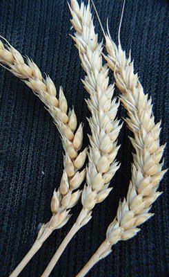 Much of the Purple Straw wheat seed being grown by Clemson University was obtained from the Sustainable Seed Co. in Chico, California. Photo courtesy Sustainable Seed Co. 