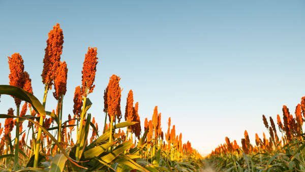 sorghum