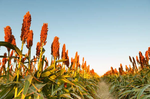 sorghum