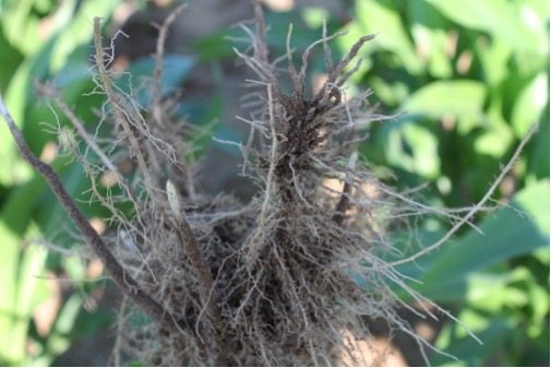 When nematodes enter a soybean plant, they damage the roots. 