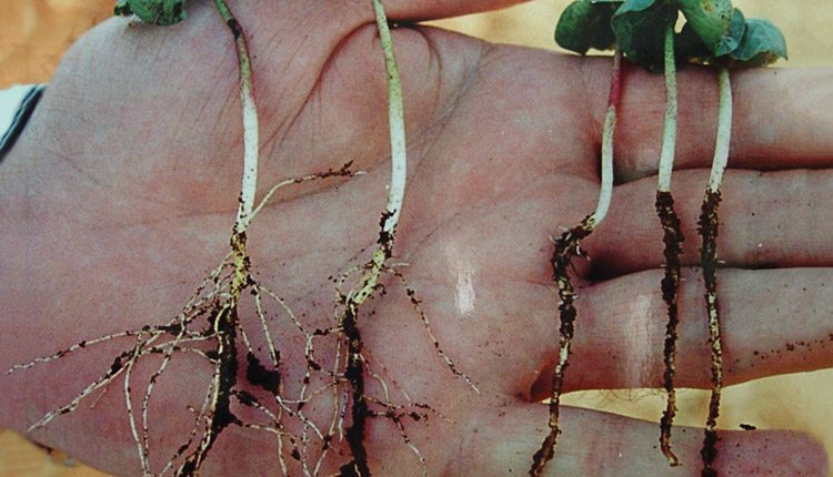 Early season nutrition makes a difference in root development of these cotton seedlings. Photo: Vivid Life Sciences.
