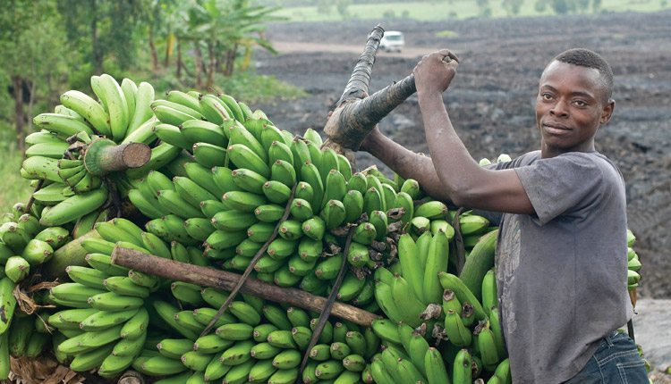 The banana is a staple crop in Uganda, and biotech makes biofortification possible.