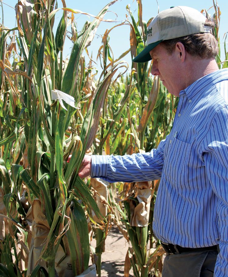 In Argentina, David Willmot, AgReliant Genetics native traits manager, examines a corn plant at a winter nursery.