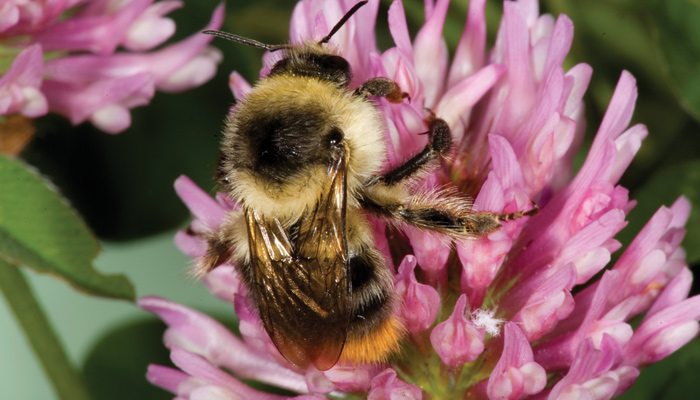 Farmers can help by planting forage species for bees. Photo: Syngenta.