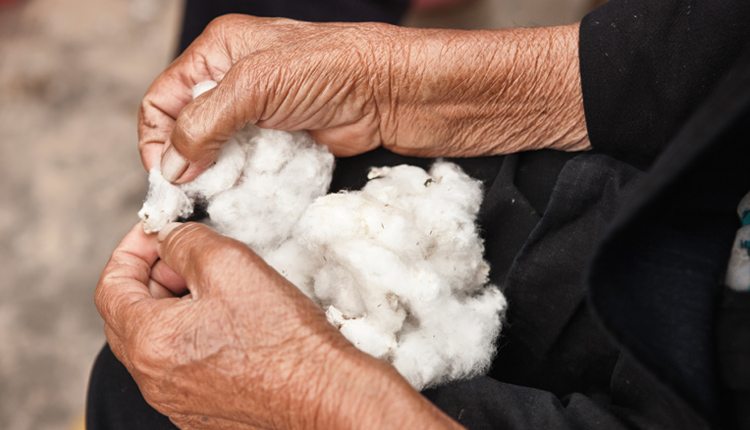 The adoption of Bt cotton led to profit gains of 50 percent for smallholder farmers in India.