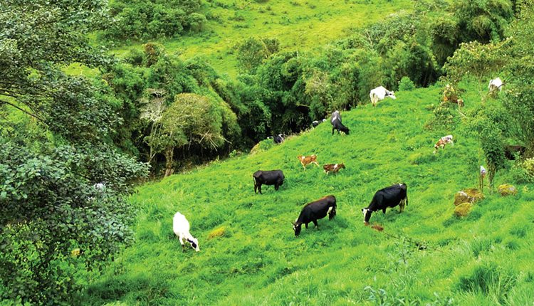 South America produces nearly 20 percent of the world’s beef, mostly coming from Brazil, Argentina and Uruguay. The pasture areas in Brazil represent 75 percent of the agriculture area with 100,000 tons of forage seeds marketed annually.