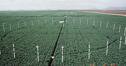 Data for the new study comes in part from field experiments that expose crops to high CO2 levels. Here, an experimental wheat field operated by the University of Arizona. (Bruce Kimball/USDA)