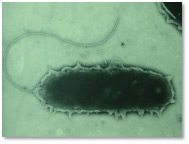 Rhizobium