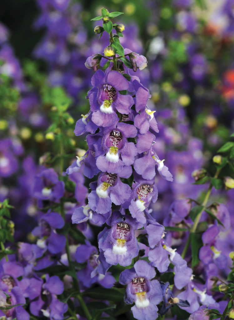 Serena, the first seed-grown angelonia, fills gardens, landscapes and mixed containers with unique dimensional color.  Photo: PanAmerican Seed