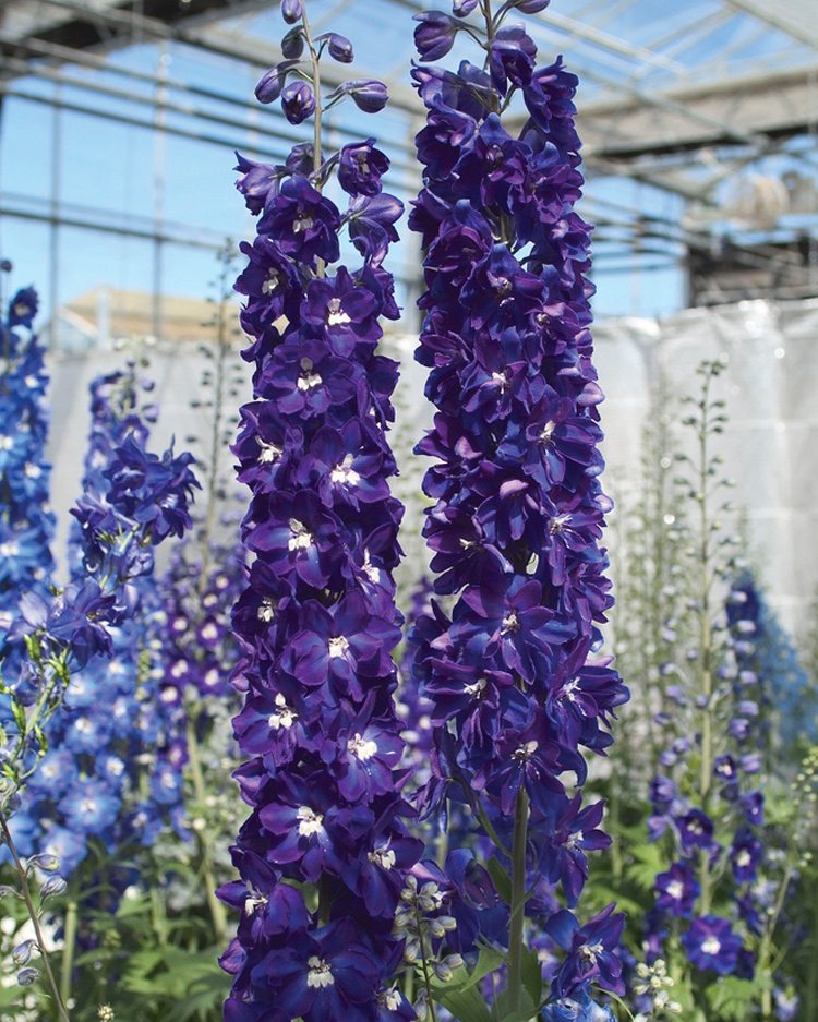 The Candle delphinium from Sakata comes in a variety of shades.