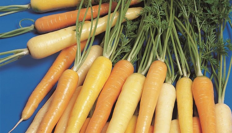 Rainbow carrots