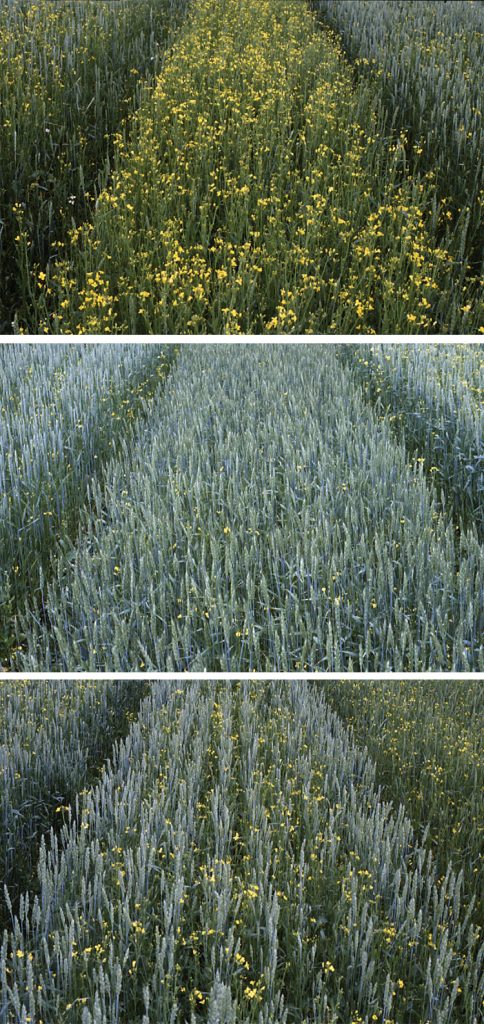 As part of the study, wheat was planted in rows and in a grid pattern at varying densities with weed pressure provided by rapeseed. The first image shows wheat planted in rows at a low density. The middle image shows wheat planted in rows at a high density, and the last image shows wheat planted in a grid pattern at a high density. Source: University of Copenhagen.