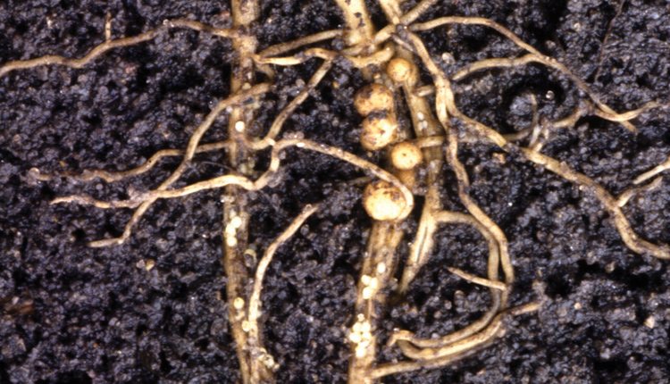 The bodies of female soybean cyst nematodes feeding in plant roots form bulbous, egg-filled nodules from which young will hatch the following spring. Photo: Keith Weller/USDA.