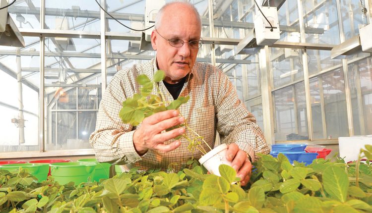 Greg Tylka is a professor at the Iowa State University's Department of Plant Pathology and Microbiology.