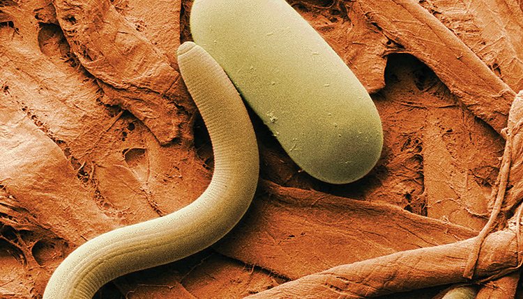 Low-temperature scanning electron micrograph of soybean cyst nematode and its egg. Magnified 1,000 times. Source: USDA ARS