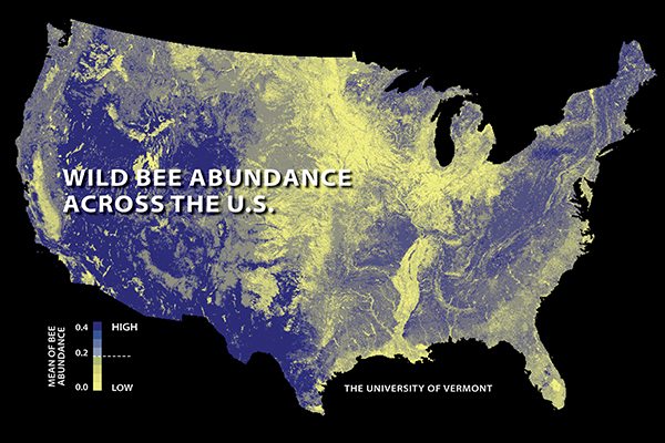 The first national study to map US wild bees suggests they're disappearing in many of the country's most important farmlands. Relatively low abundances are shown here in yellow; higher abundances in blue.