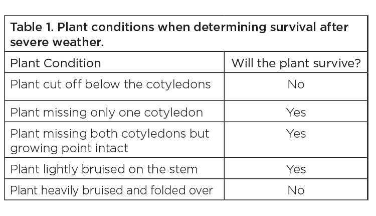 Table 1. Plant conditions when determining survival after severe weather.