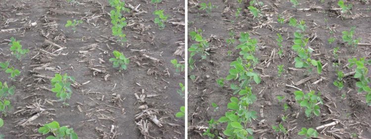 Figure 2. An initial soybean stand of 37,000 plants a-1 that was not filled in (left) and filled in with 100,000 seeds a-1 (right).