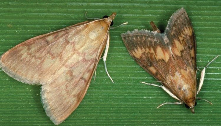 Female moths are pale yellow-brown with irregular darker bands running in wavy lines across their wings. Male moths are distinctly darker and usually smaller.