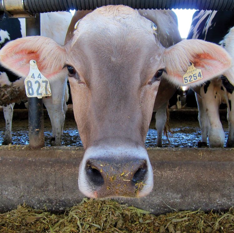 Breeding with a focus on end use, the leafy and floury corn for silage is easier for cows to digest. Photo: Glenn Seed.