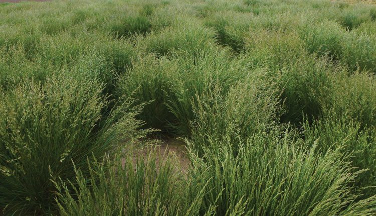 This breeder block allows DLF Pickseed researchers to evaluate the yield potential of tall fescue. Photo: DLF Pickseed.