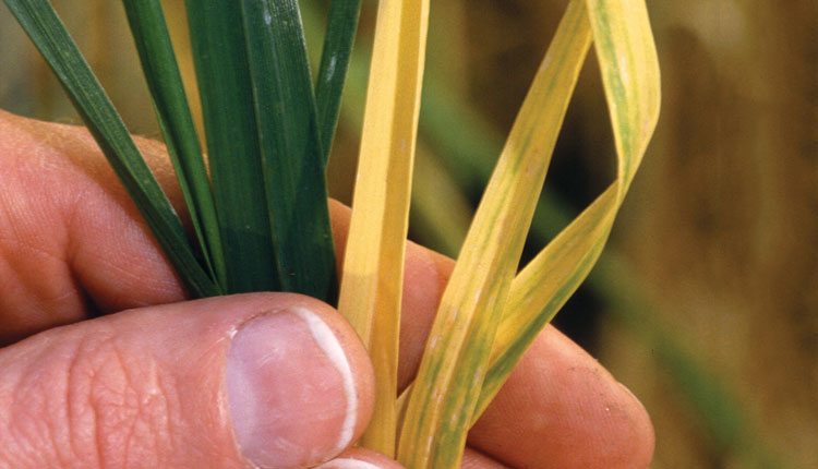 The bright yellow of wheat leaves infected with barley yellow dwarf virus contrasts sharply with the deep green of normal, healthy wheat. Photo: USDA-ARS.