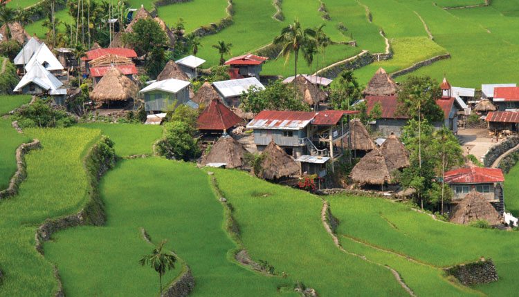 In Luzon, Philippines, farmers build terraces of rice, a key crop exchanged under the International Treaty on Plant Genetic Resources for Food and Agriculture.