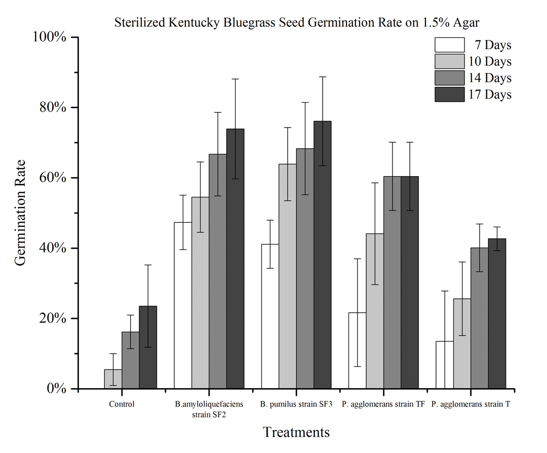 Figure 1. Seed germination rate of Kentucky bluegrass with and without bacteria on 1.5 percent agar.