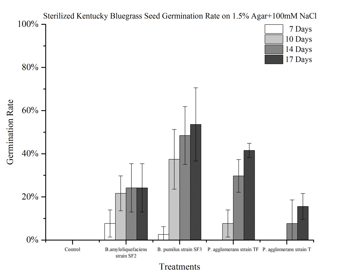 Figure 2. Seed germination rate of Kentucky bluegrass with and without bacteria on 1.5 percent agar with 100nM NaCl. 