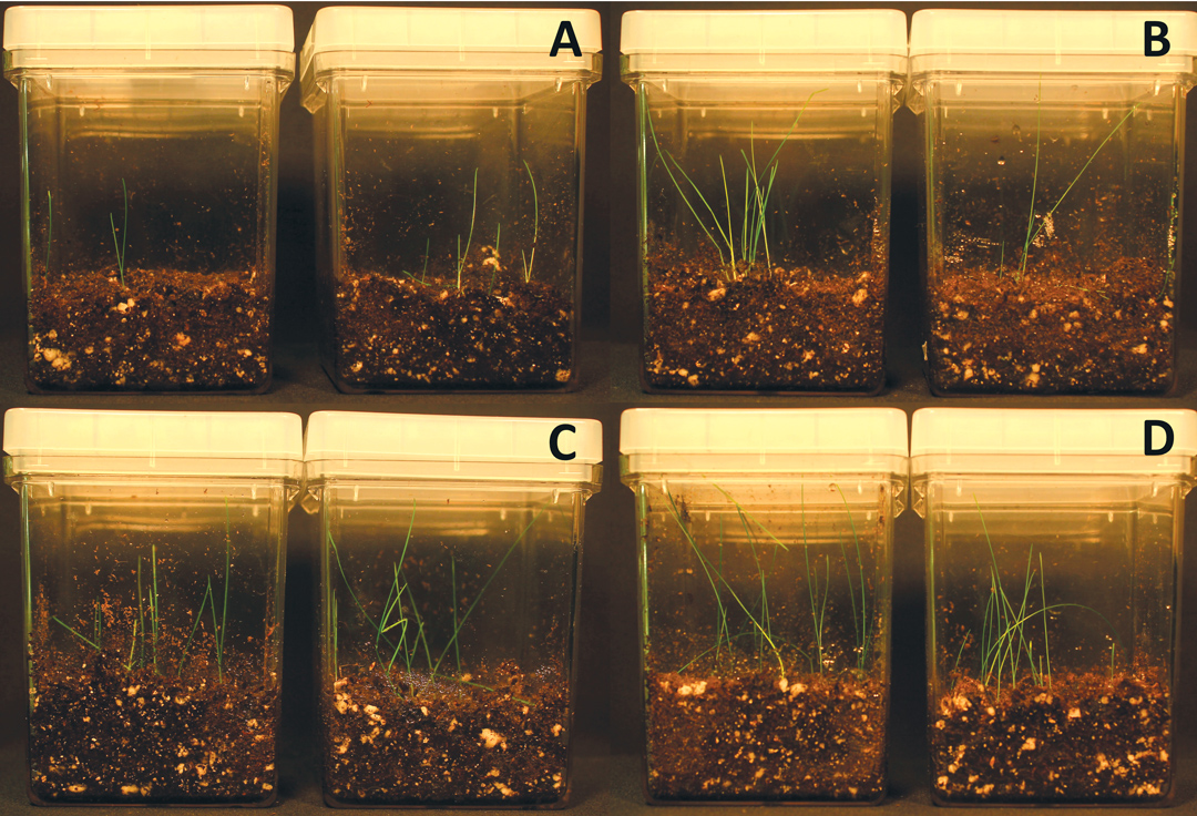 Figure 3. Seed germination rate of Kentucky bluegrass with and without bacteria on soil with 100nM NaCl. A is control, B is inoculated with Bacillus amyloliquefaciens strain SF2, C is inoculated with Bacillus pumilus strain SF3, D is inoculated with Pantoea agglomerans strain TF. 