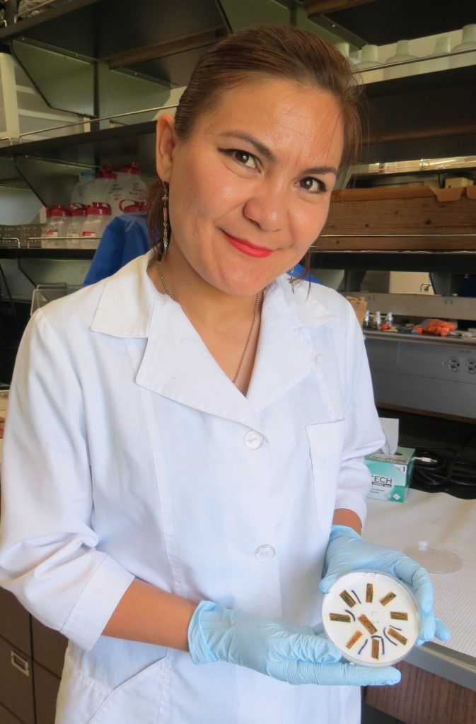 Research scientists Zagipa Sapakhova from the Institute of Plant Biology and Biotechnology in Kazakhstan prepares to examine leaf samples at the SDSU Seed Lab.