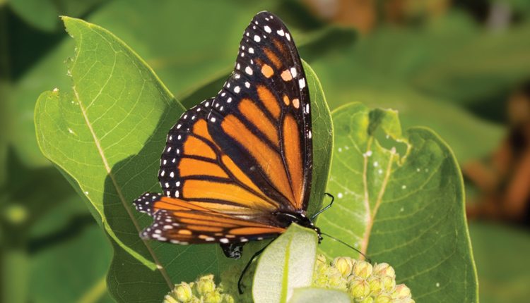 Monarch butterflies cannot survive without milkweed as its the only food source for monarch caterpillars. 
