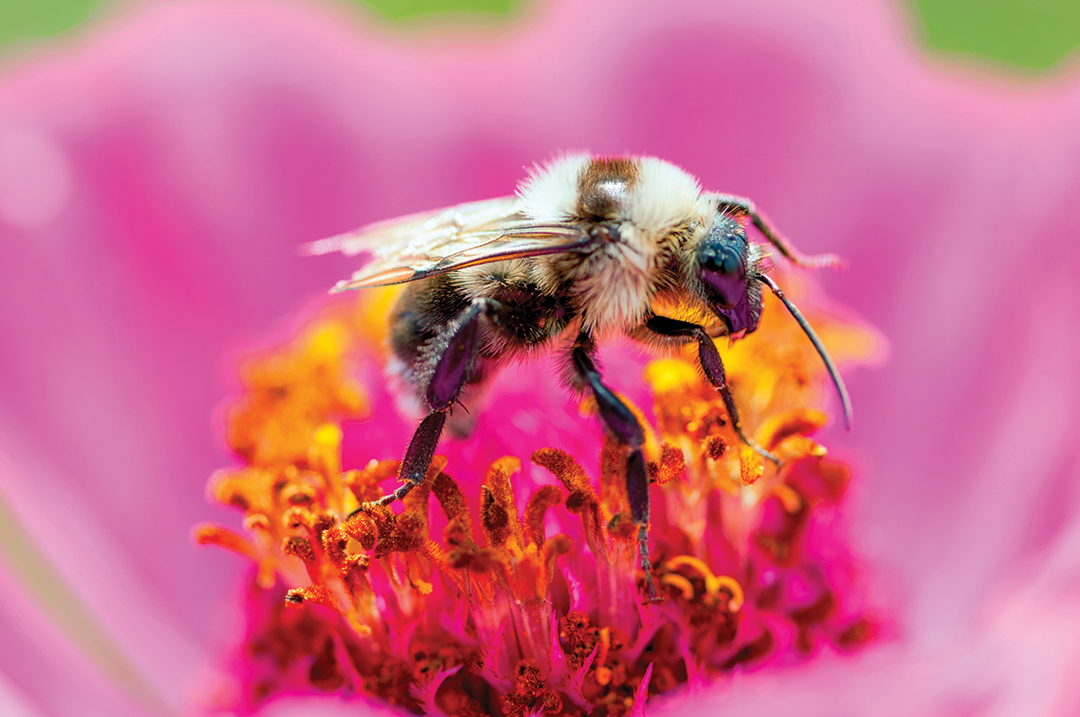 Through initiatives such as Bayer CropScience’s Feed a Bee campaign, homeowners are encouraged to plant pollinator friendly gardens.