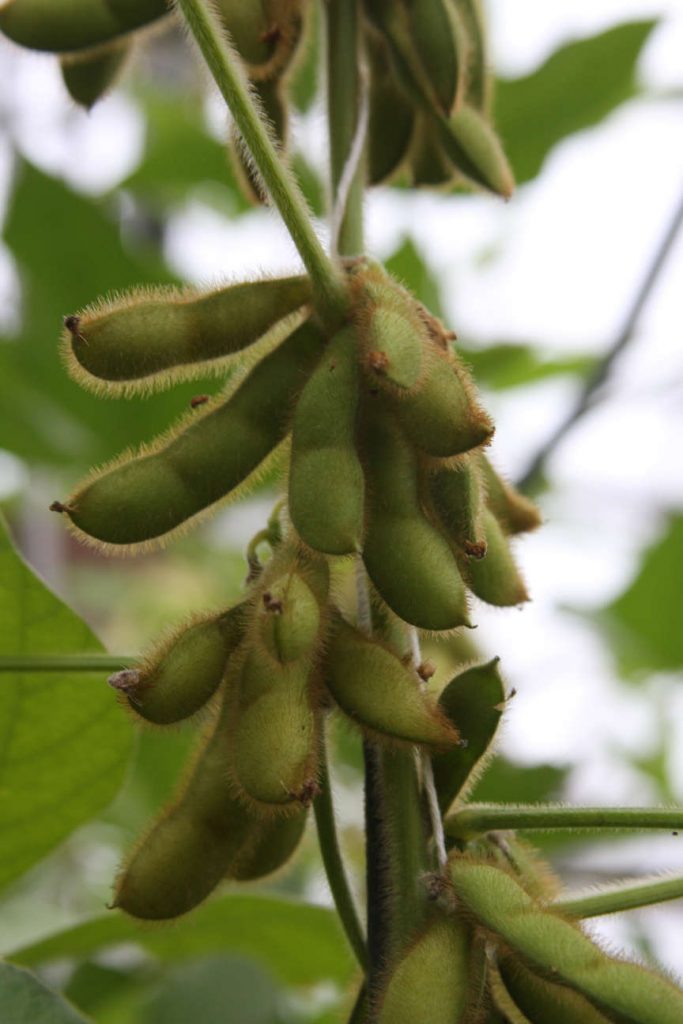 dicamba