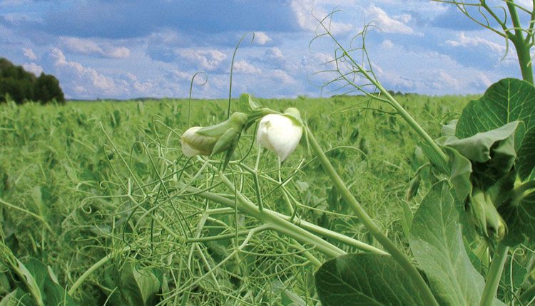 Dry peas, such as other cool season legumes, offer many environmental benefits when part of a rotation.