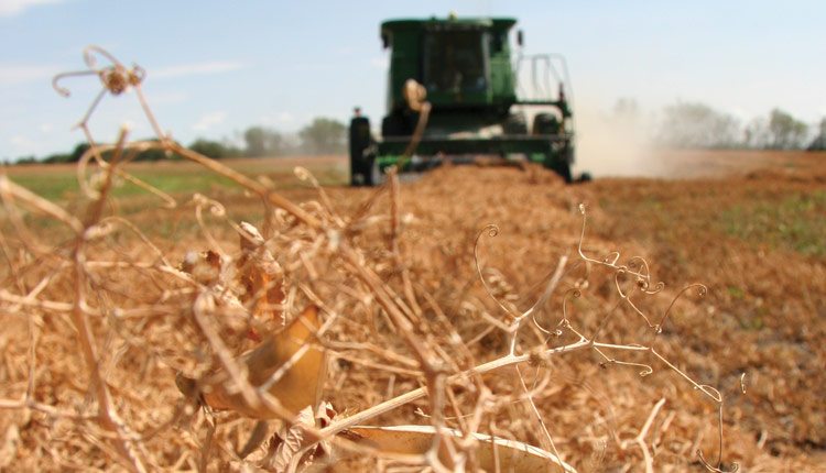 Timeliness is important when harvesting peas.