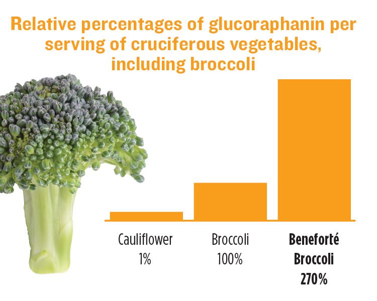 Each serving of Beneforté broccoli naturally contains two to three times the phytonutrient glucoraphanin as compared to other leading commercial broccoli varieties grown under similar conditions.