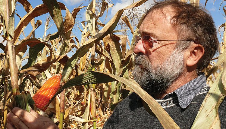 Purdue University agronomy professor Torbert Rocheford helped identify a set of genes that can be used to naturally boost the provitamin A content of corn kernels, a finding that could help combat vitamin A deficiency in developing countries. Photo: Purdue University