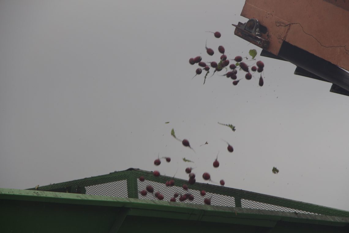 After moving through the mechanical harvester, radishes are propelled into a side cart.