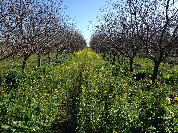 Between rows of almond trees at Bayer CropScience's Western Bee Care Technology station in Fresno, California, this brassica seed mix is being tested for its attractiveness to bees.