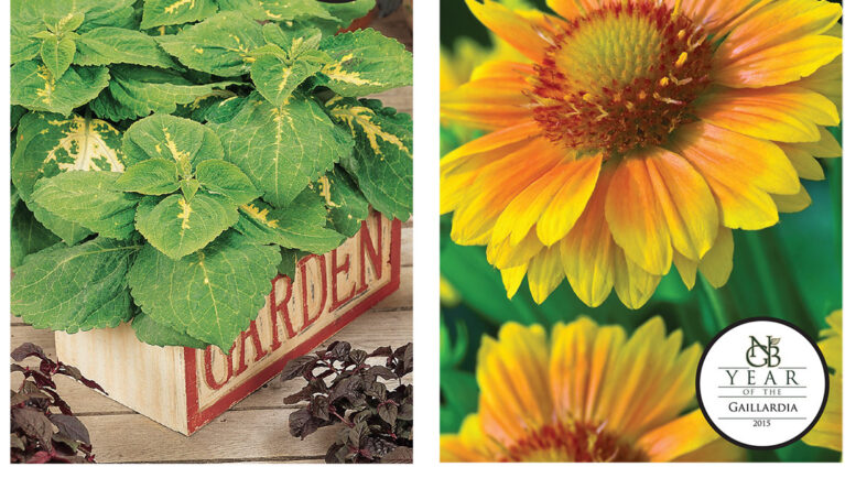 The National Garden Bureau and All-America Selections showcase new varieties that meet consumer demand.