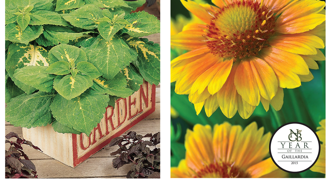 The National Garden Bureau and All-America Selections showcase new varieties that meet consumer demand.